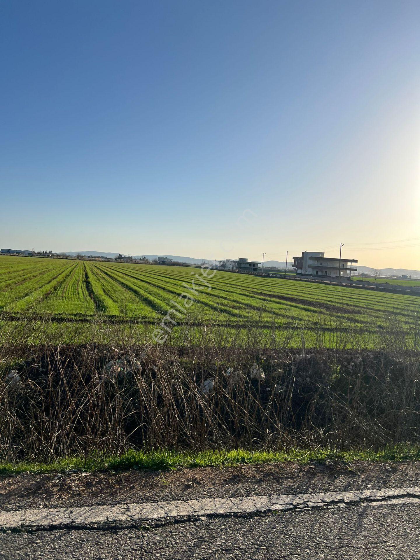 Köşe Başı Kupon Tarla - Görsel 3