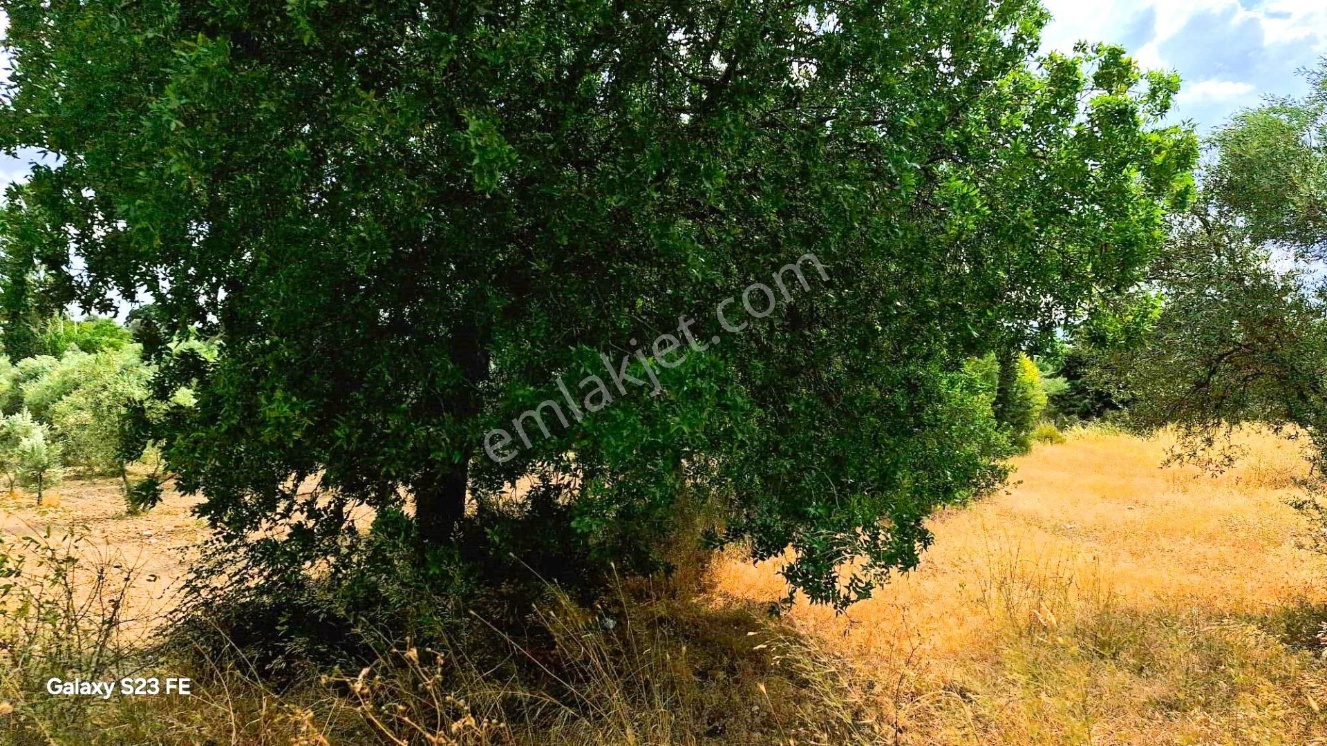 Torbalı Demirci’de Asfalt Cepheli, Fırsat Arazi! - Görsel 5