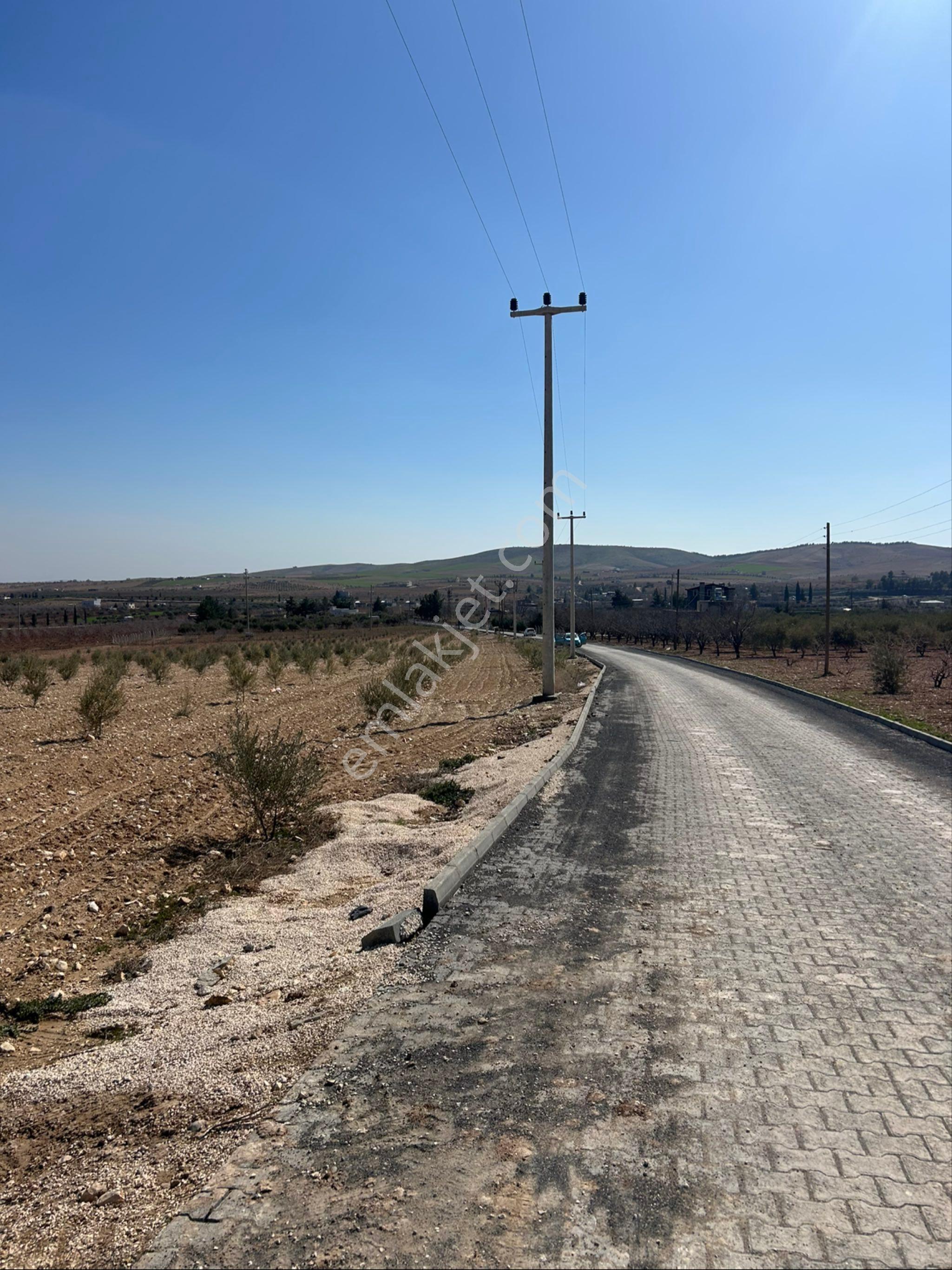 Tavze Gayrimenkuldan Aşağı İşkarada Satılık Zeytinlik - Görsel 3