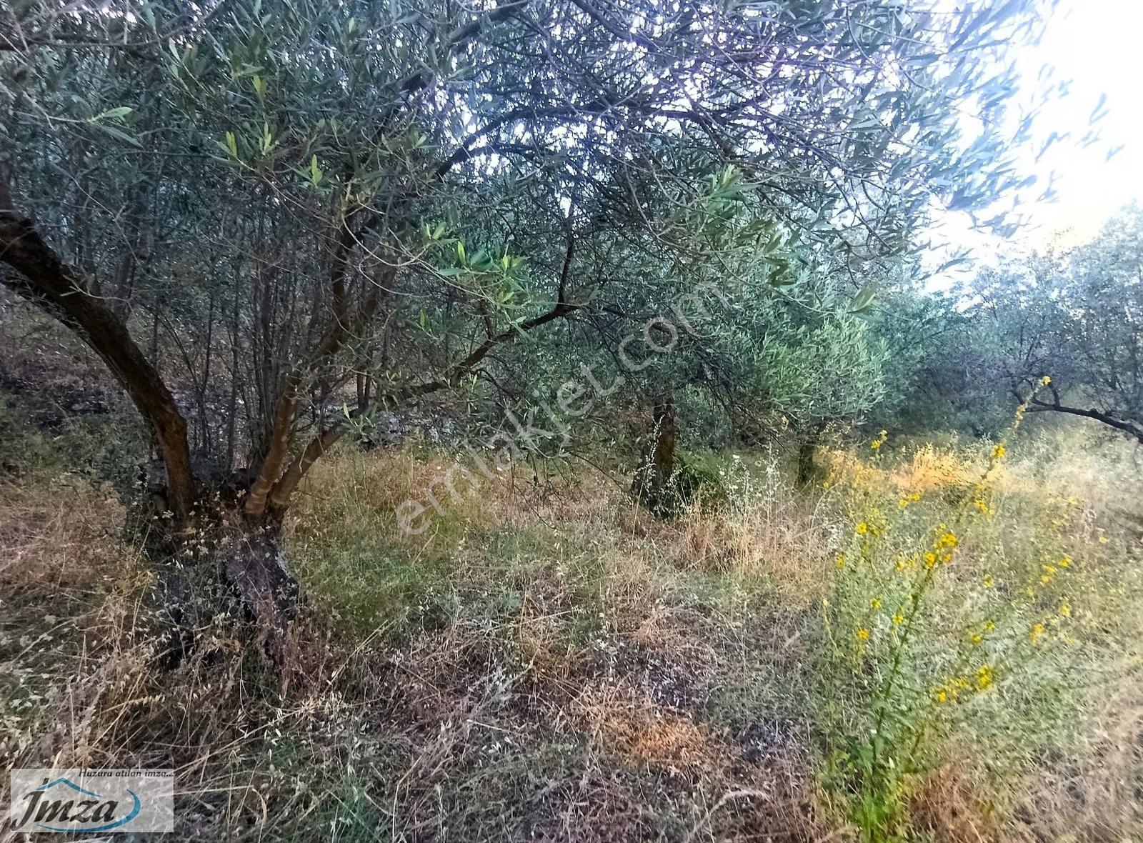 Çanakkale Ayvacık Adatepe Yola Cephe Satılık 12.759 M² Zeytinlik - Görsel 10
