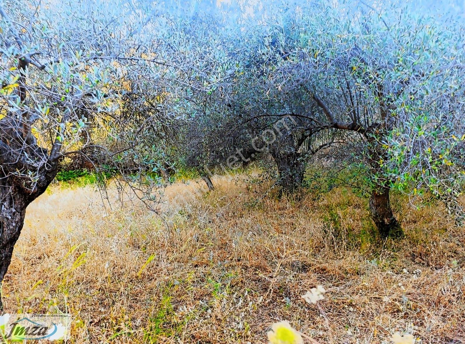 Çanakkale Ayvacık Adatepe Yola Cephe Satılık 12.759 M² Zeytinlik - Görsel 13