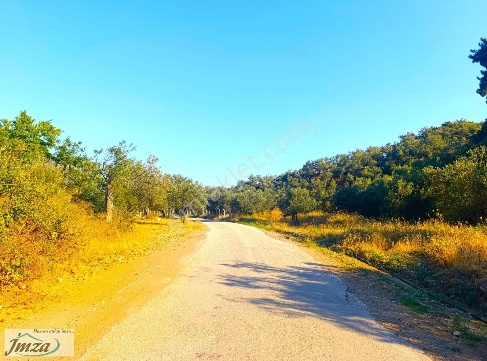 Çanakkale Ayvacık Adatepe Yola Cephe Satılık 12.759 M² Zeytinlik - Görsel 2