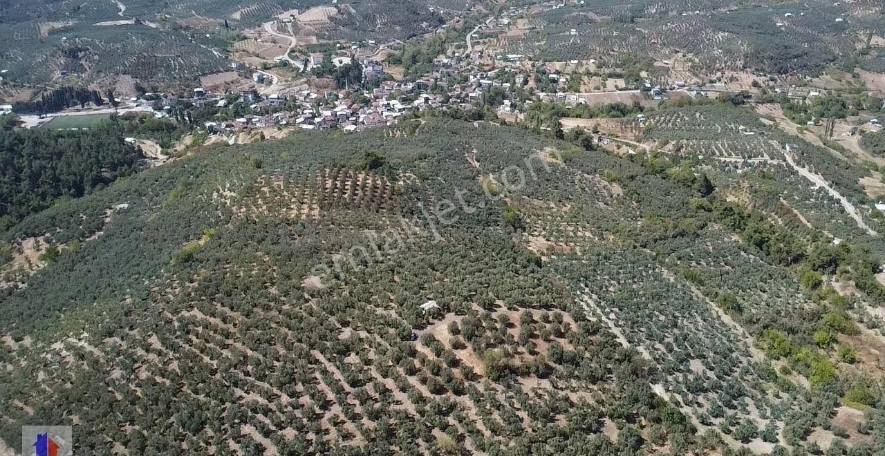 Mudanya Dereköy Mah'de Satılık Zeytinlik 3 Dnm Araba İçine Girer Zeytin Ağaçları Ve Ful Manzara - Görsel 25
