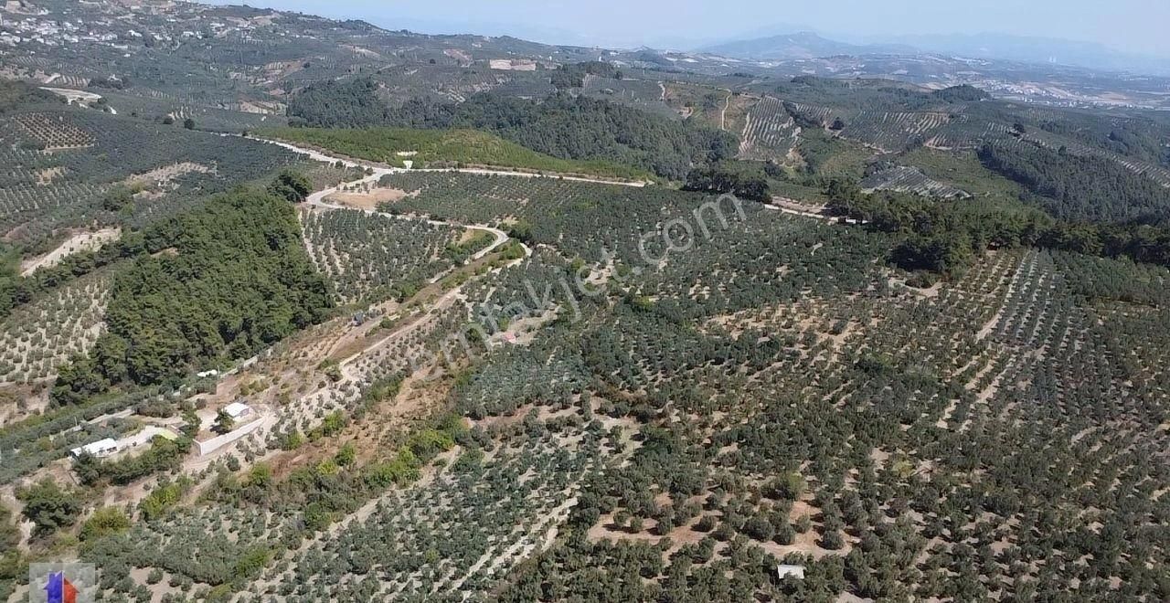 Mudanya Dereköy Mah'de Satılık Zeytinlik 3 Dnm Araba İçine Girer Zeytin Ağaçları Ve Ful Manzara - Görsel 17