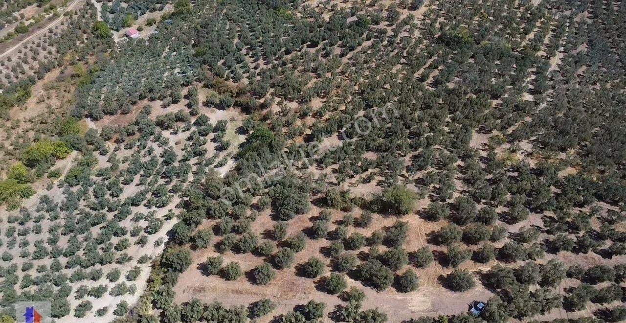 Mudanya Dereköy Mah'de Satılık Zeytinlik 3 Dnm Araba İçine Girer Zeytin Ağaçları Ve Ful Manzara - Görsel 18