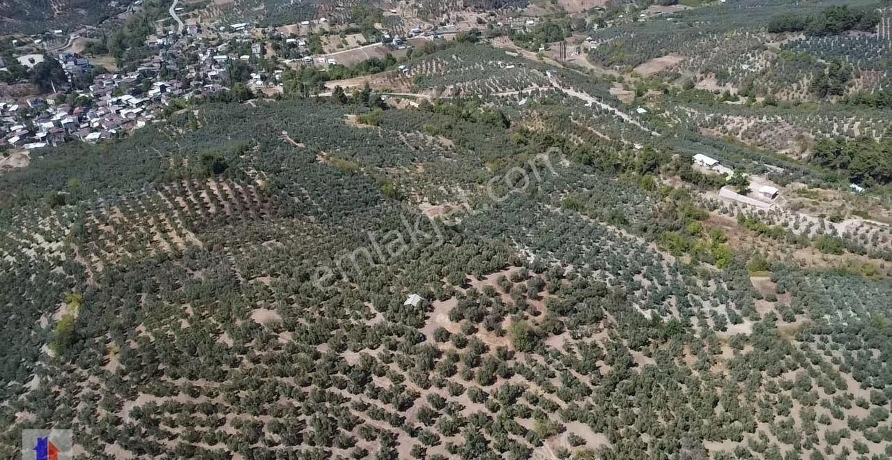 Mudanya Dereköy Mah'de Satılık Zeytinlik 3 Dnm Araba İçine Girer Zeytin Ağaçları Ve Ful Manzara - Görsel 20