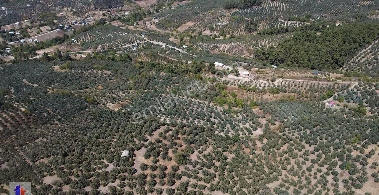 Mudanya Dereköy Mah'de Satılık Zeytinlik 3 Dnm Araba İçine Girer Zeytin Ağaçları Ve Ful Manzara - Görsel 19