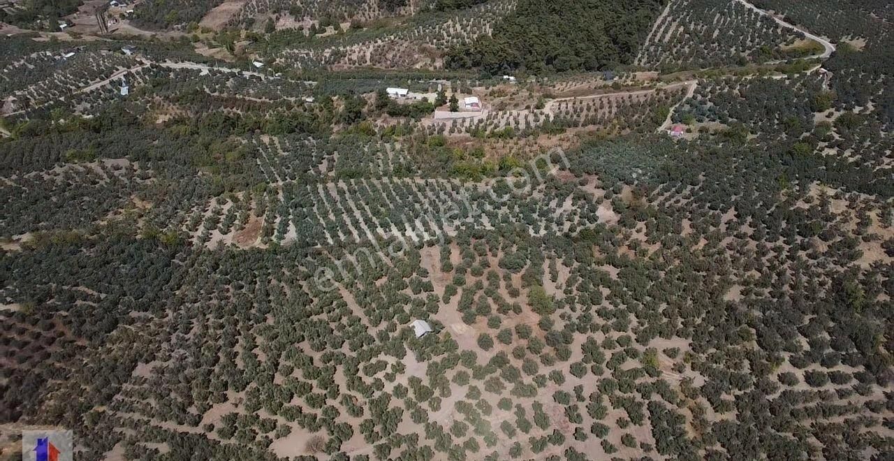 Mudanya Dereköy Mah'de Satılık Zeytinlik 3 Dnm Araba İçine Girer Zeytin Ağaçları Ve Ful Manzara - Görsel 10