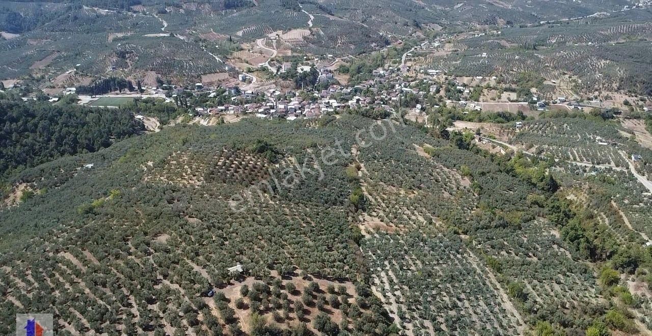 Mudanya Dereköy Mah'de Satılık Zeytinlik 3 Dnm Araba İçine Girer Zeytin Ağaçları Ve Ful Manzara - Görsel 3