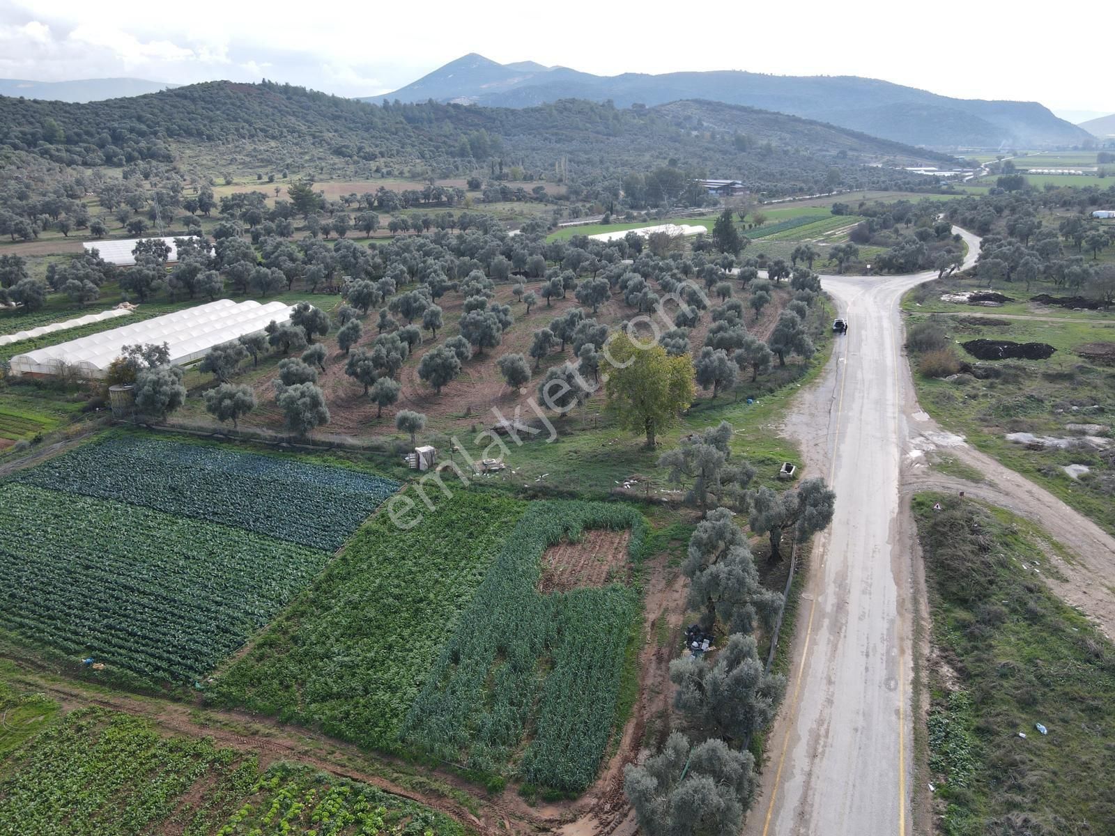 Milas/kafaca’da Yola Sıfır Tarla - Görsel 8