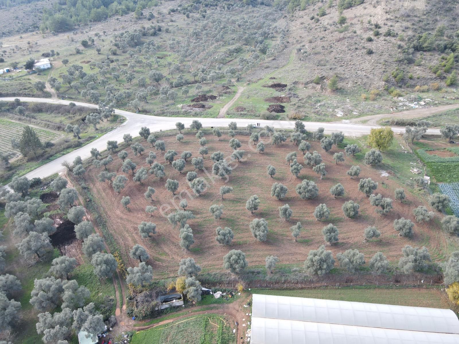 Milas/kafaca’da Yola Sıfır Tarla - Görsel 11