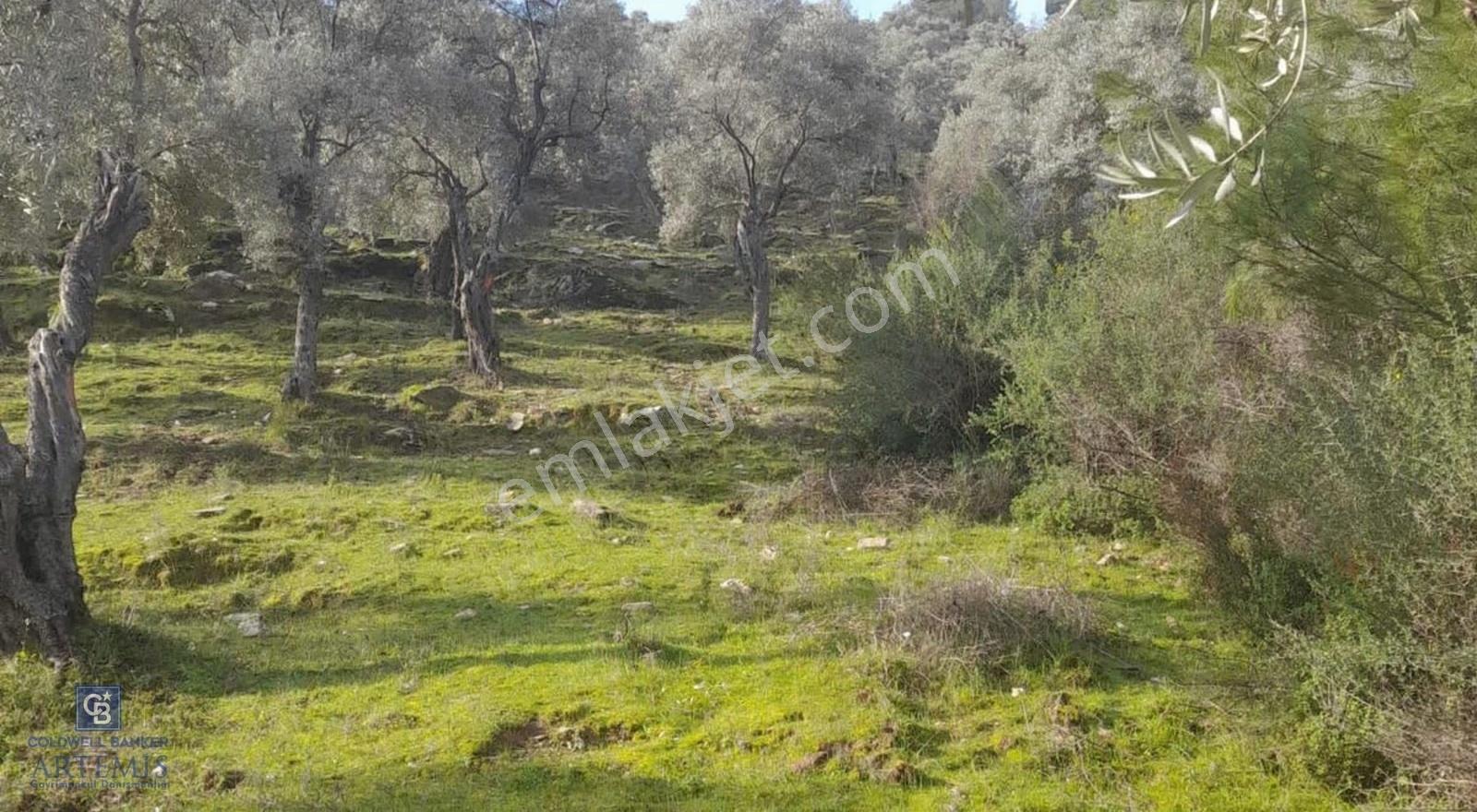 Milas Kafaca Köyü Satılık Bakımlı Zeytinlik - Görsel 8