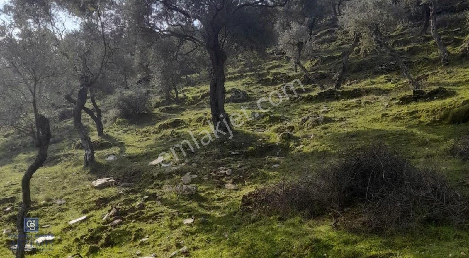Milas Kafaca Köyü Satılık Bakımlı Zeytinlik - Görsel 13