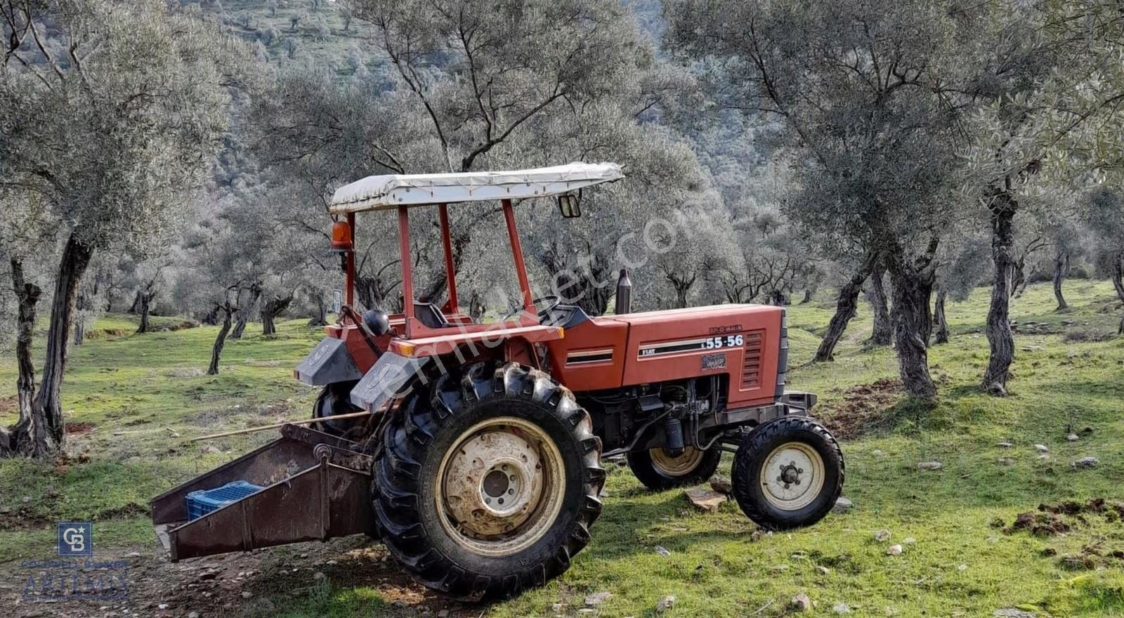Milas Kafaca Köyü Satılık Bakımlı Zeytinlik
