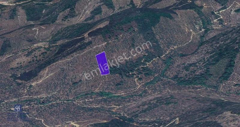 Milas Kafaca Köyü Satılık Bakımlı Zeytinlik - Görsel 9