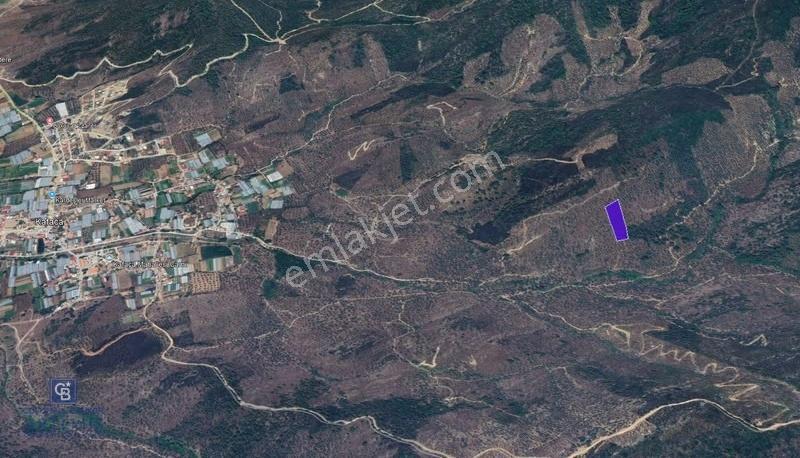 Milas Kafaca Köyü Satılık Bakımlı Zeytinlik - Görsel 3
