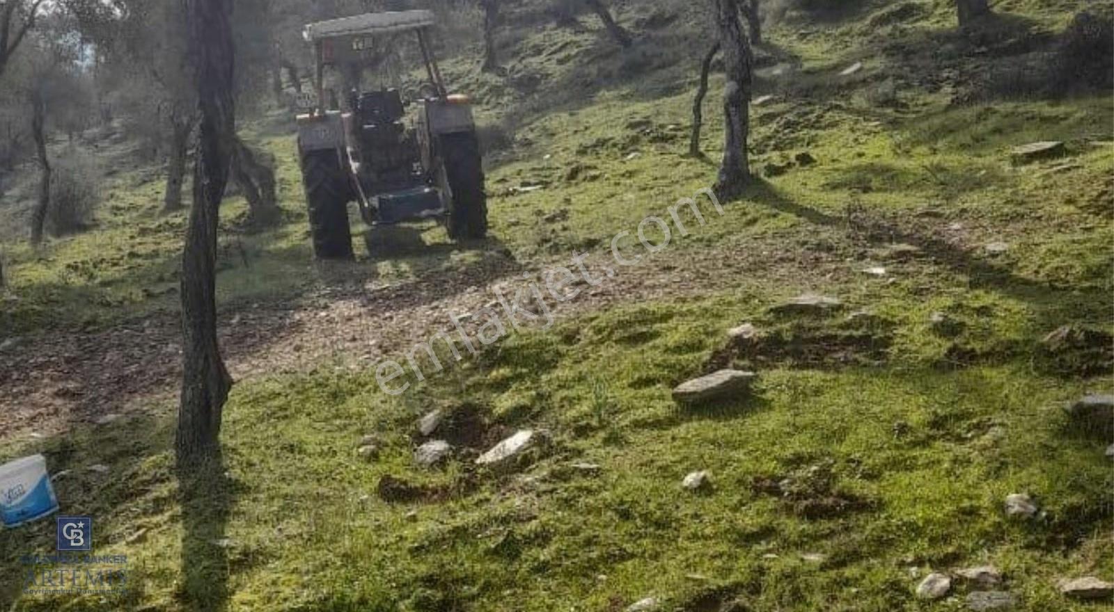 Milas Kafaca Köyü Satılık Bakımlı Zeytinlik - Görsel 6