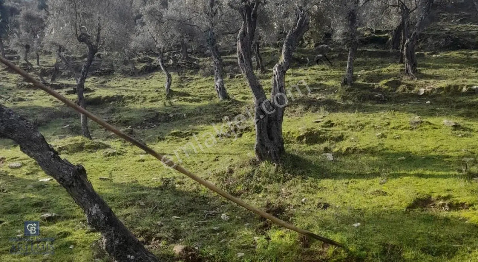 Milas Kafaca Köyü Satılık Bakımlı Zeytinlik - Görsel 15
