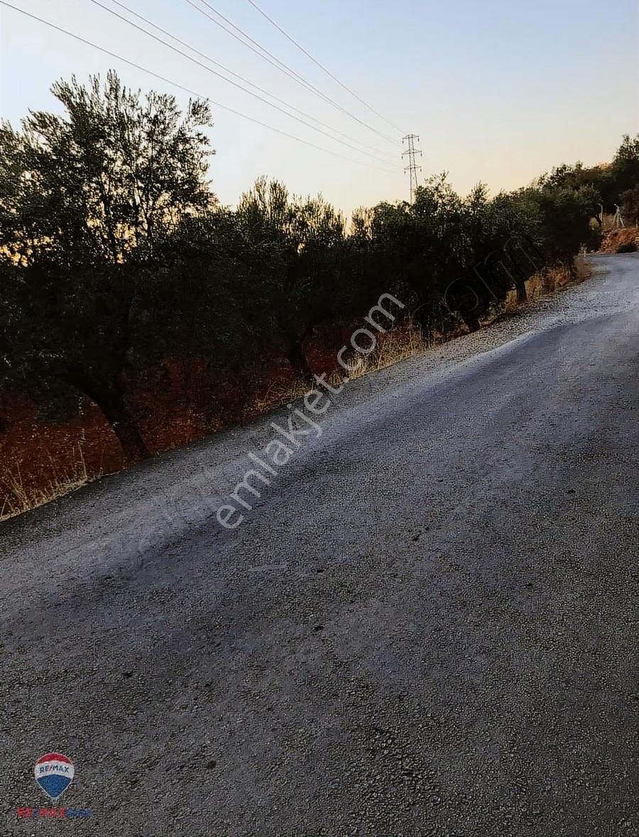 22 Bergama'da Ana Yola Yakın Satılık Zeytınlık - Görsel 7