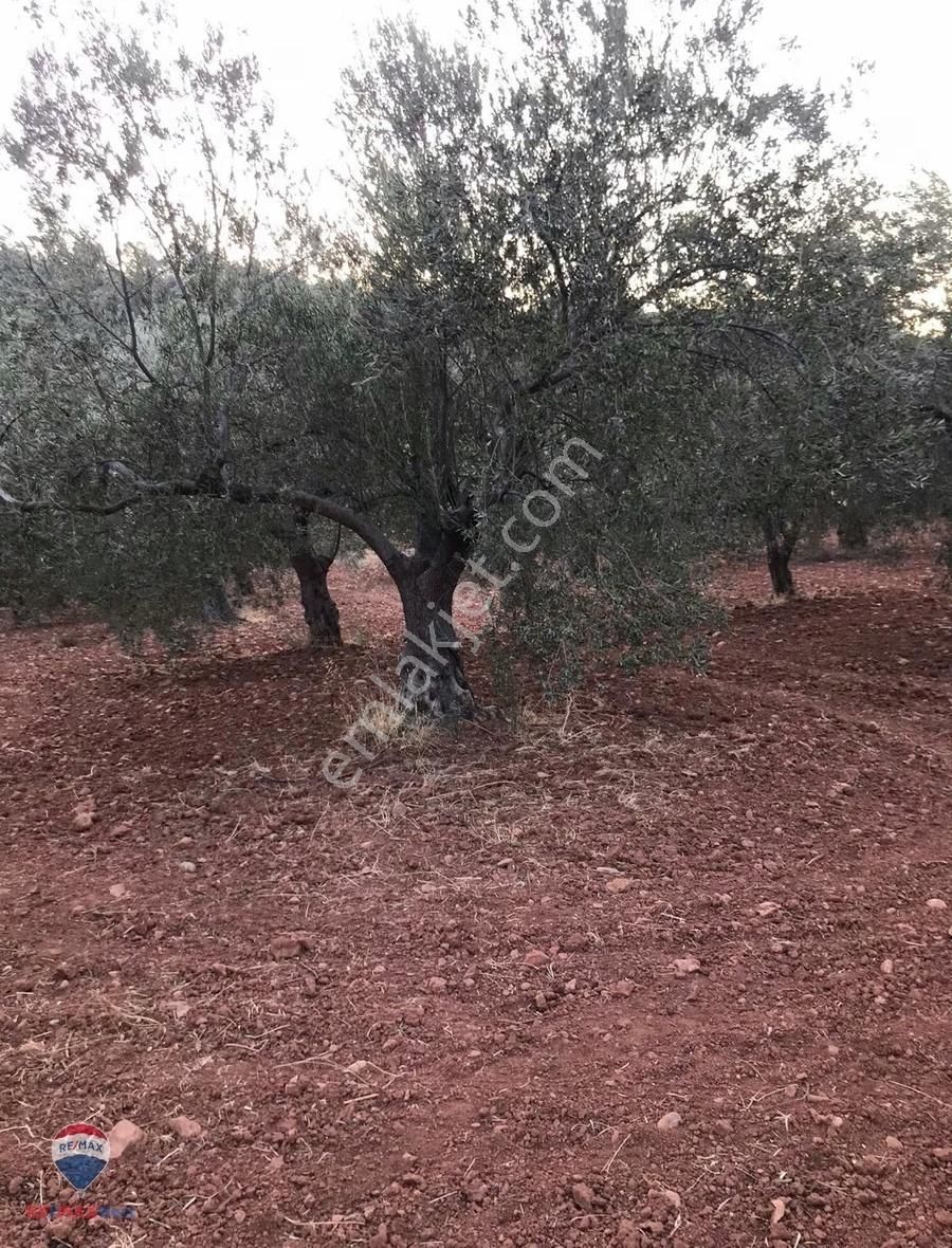 22 Bergama'da Ana Yola Yakın Satılık Zeytınlık - Görsel 4