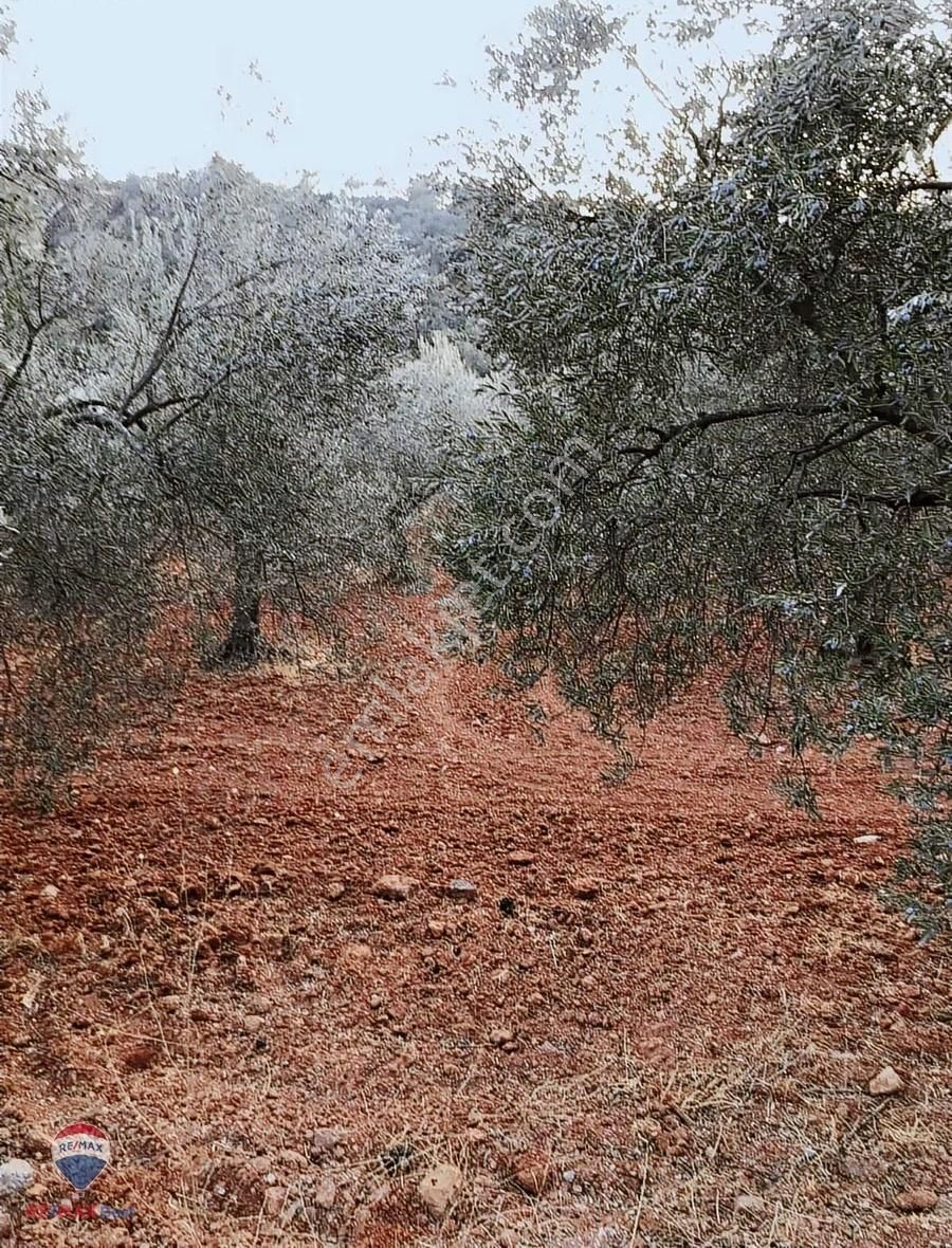 22 Bergama'da Ana Yola Yakın Satılık Zeytınlık - Görsel 16
