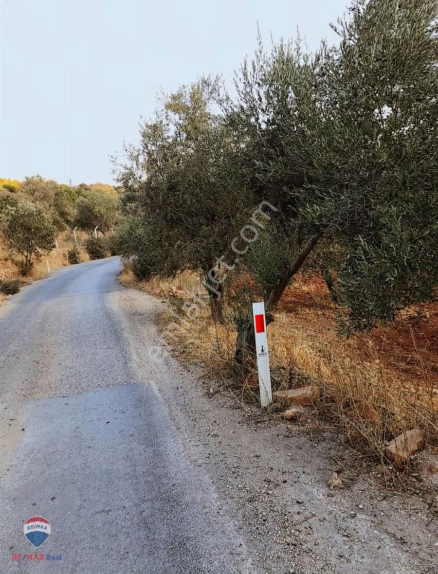 22 Bergama'da Ana Yola Yakın Satılık Zeytınlık - Görsel 9
