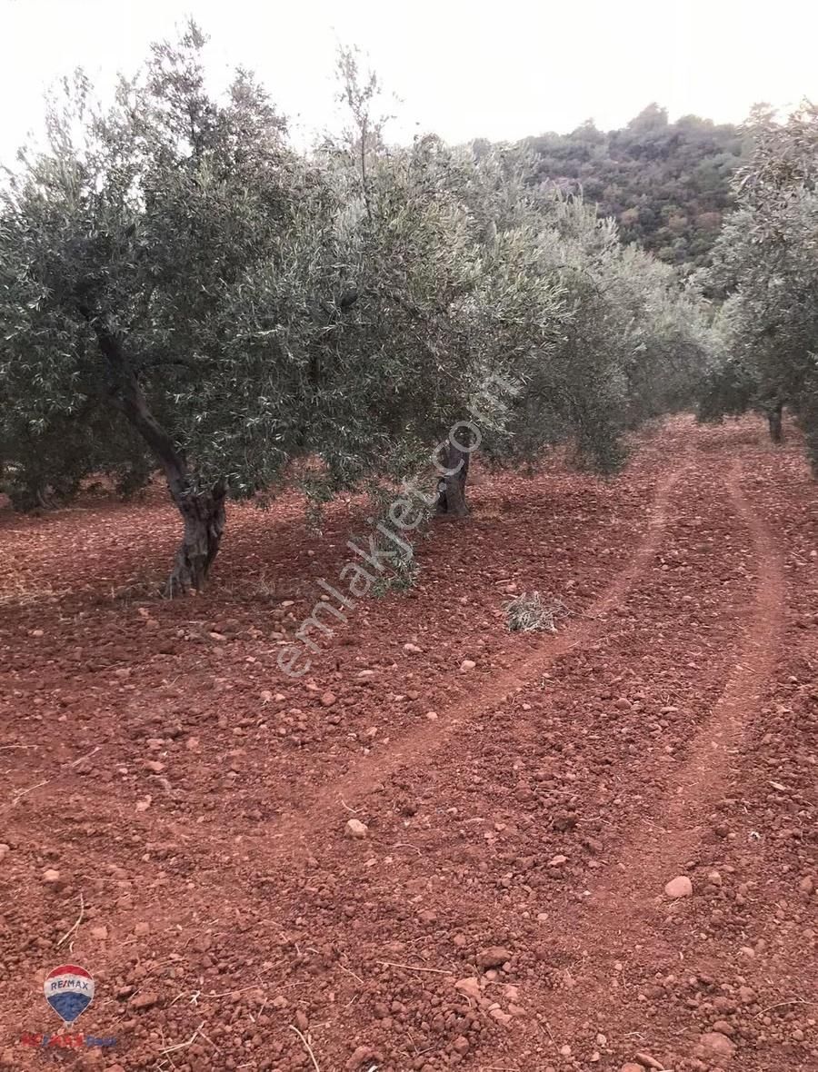 22 Bergama'da Ana Yola Yakın Satılık Zeytınlık