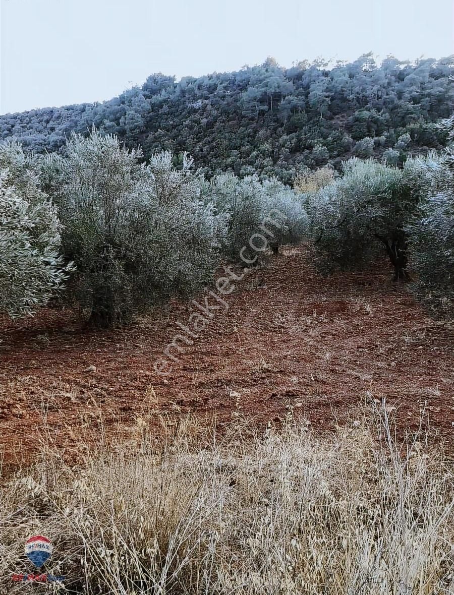 22 Bergama'da Ana Yola Yakın Satılık Zeytınlık - Görsel 10