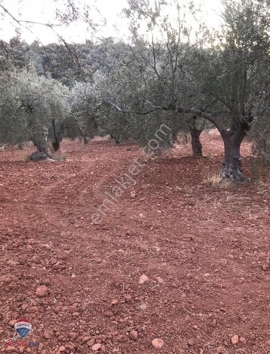 22 Bergama'da Ana Yola Yakın Satılık Zeytınlık - Görsel 15