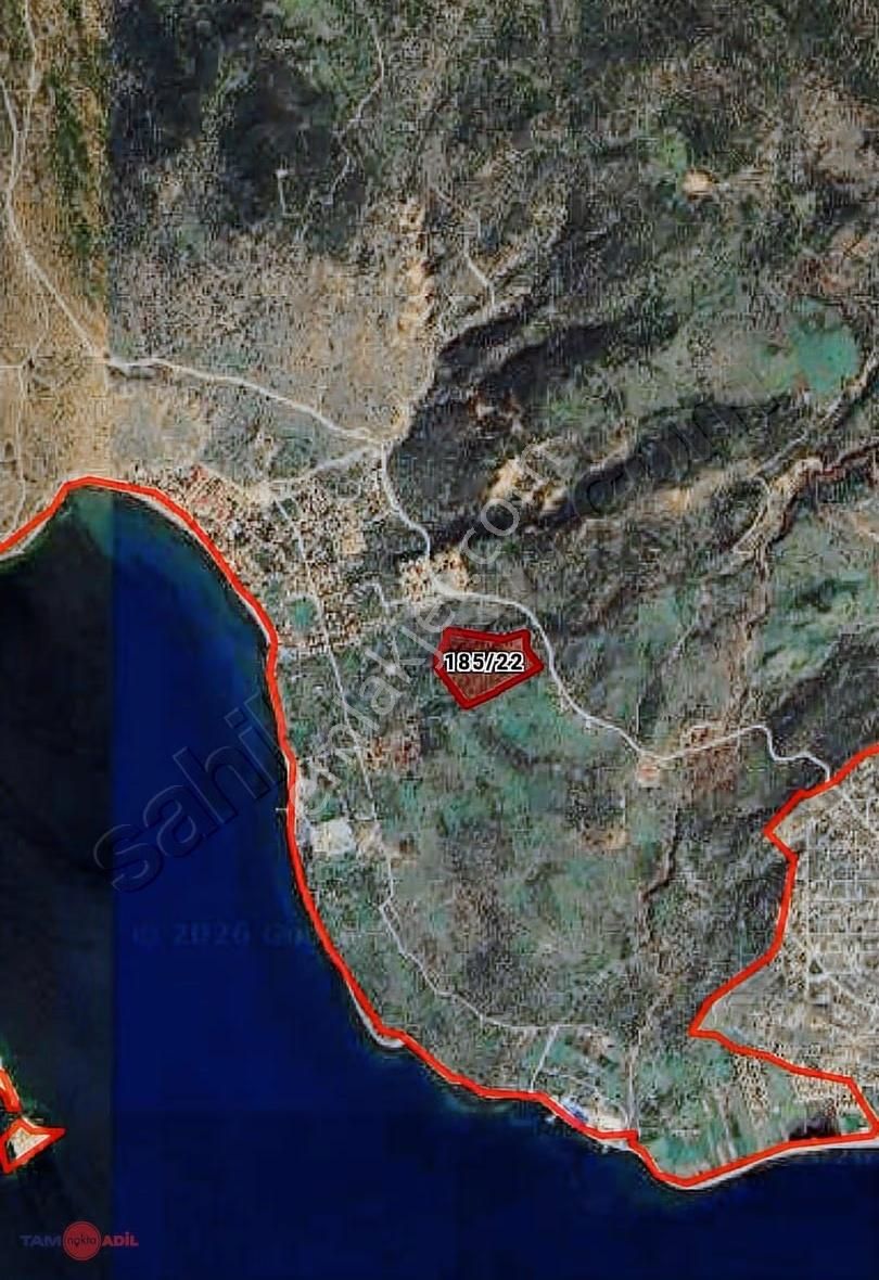 Denizköyde Panaromik Deniz Manzaralı Zeytinli Tarla - Görsel 3