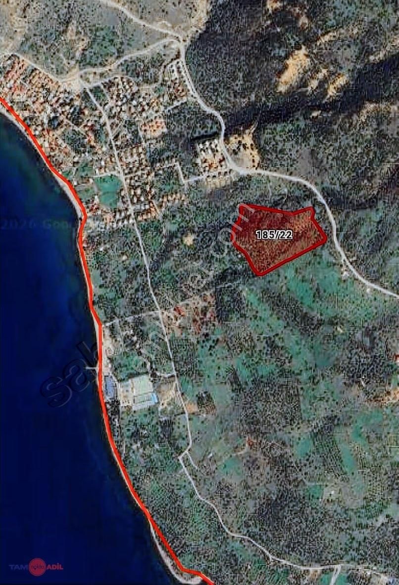 Denizköyde Panaromik Deniz Manzaralı Zeytinli Tarla