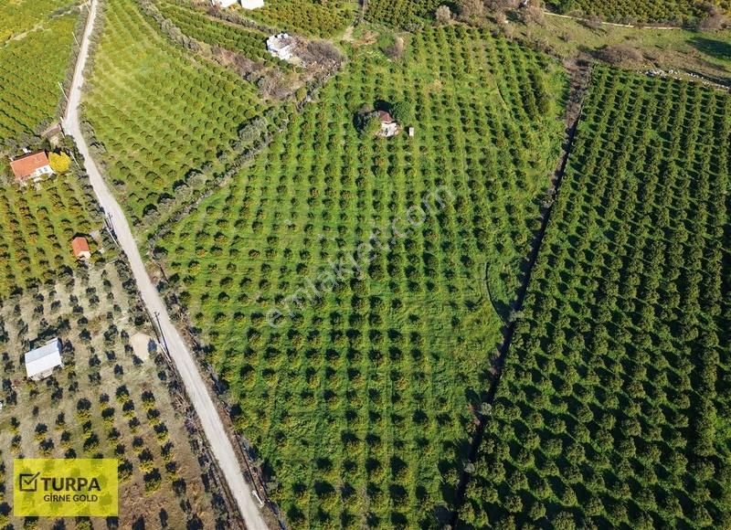 Sığacık Yakını Deniz Manzaralı 16752 M2 Satılık Mandalin Bahçesi - Görsel 8