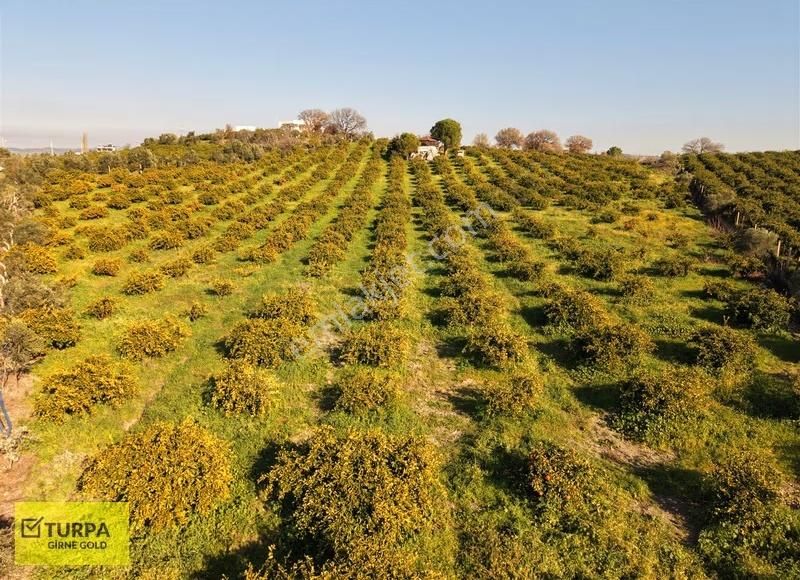 Sığacık Yakını Deniz Manzaralı 16752 M2 Satılık Mandalin Bahçesi - Görsel 16