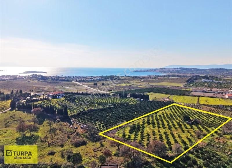 Sığacık Yakını Deniz Manzaralı 16752 M2 Satılık Mandalin Bahçesi