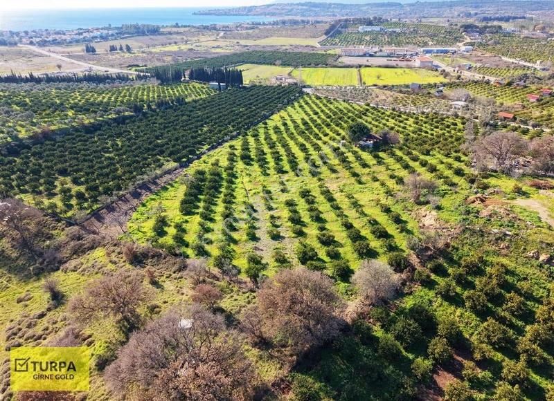 Sığacık Yakını Deniz Manzaralı 16752 M2 Satılık Mandalin Bahçesi - Görsel 7