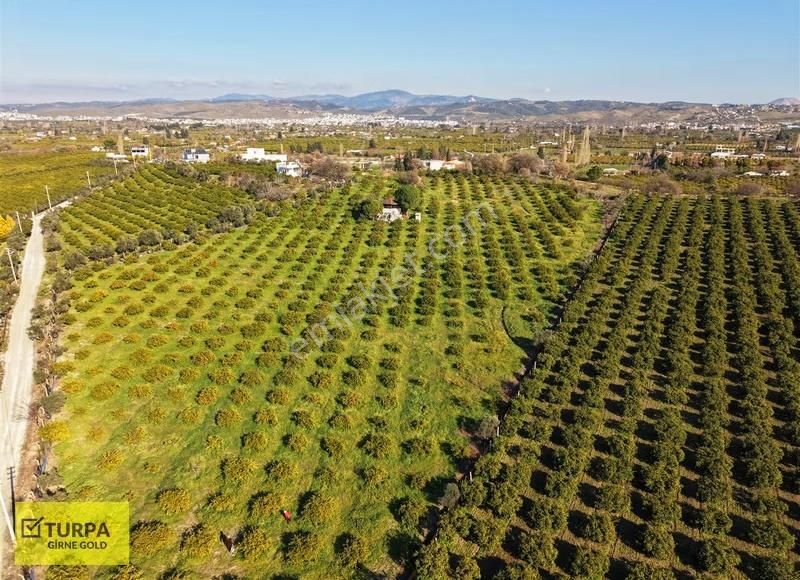 Sığacık Yakını Deniz Manzaralı 16752 M2 Satılık Mandalin Bahçesi - Görsel 13