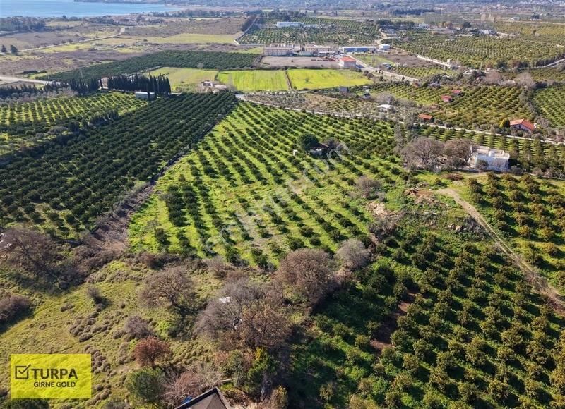 Sığacık Yakını Deniz Manzaralı 16752 M2 Satılık Mandalin Bahçesi - Görsel 17