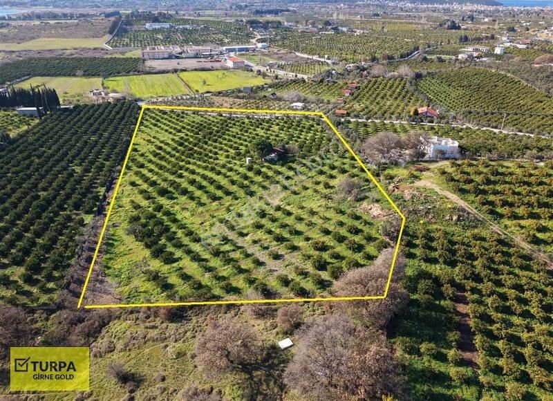 Sığacık Yakını Deniz Manzaralı 16752 M2 Satılık Mandalin Bahçesi - Görsel 3