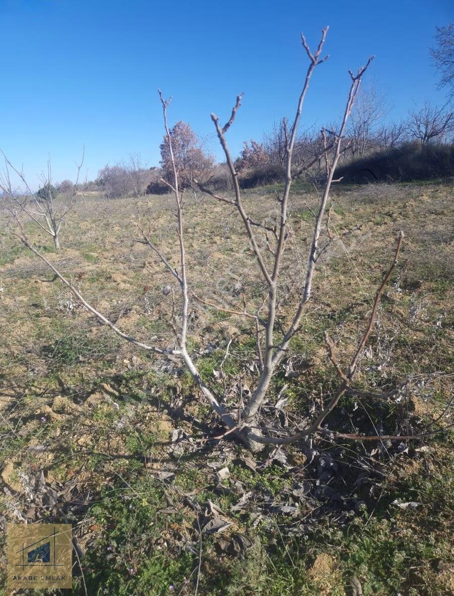 Yatırımlık Ceviz Badem Bahçesi - Görsel 14