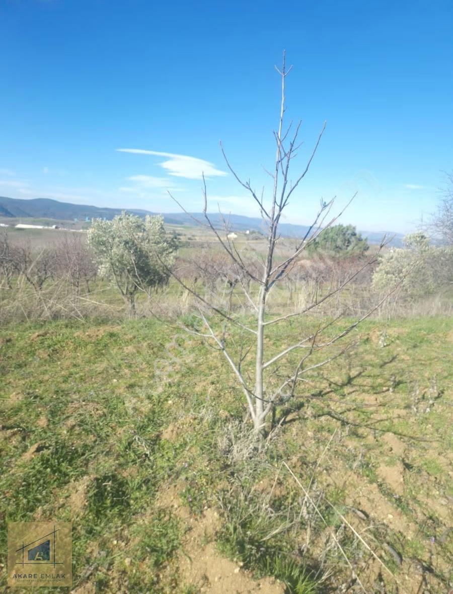 Yatırımlık Ceviz Badem Bahçesi - Görsel 12
