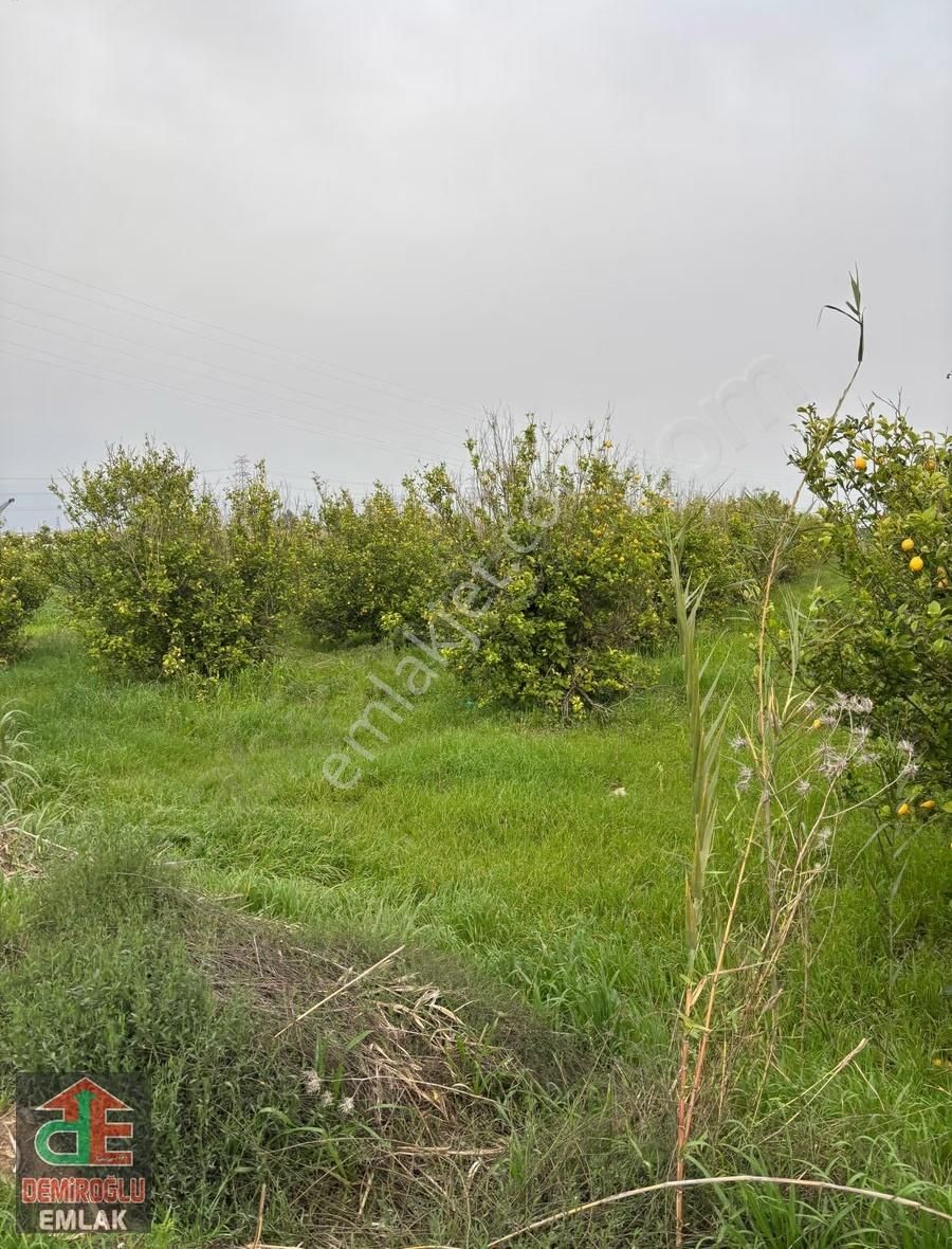 Yukarıkocayatak Limon Ağaçlı Kupon Tarla - Görsel 5