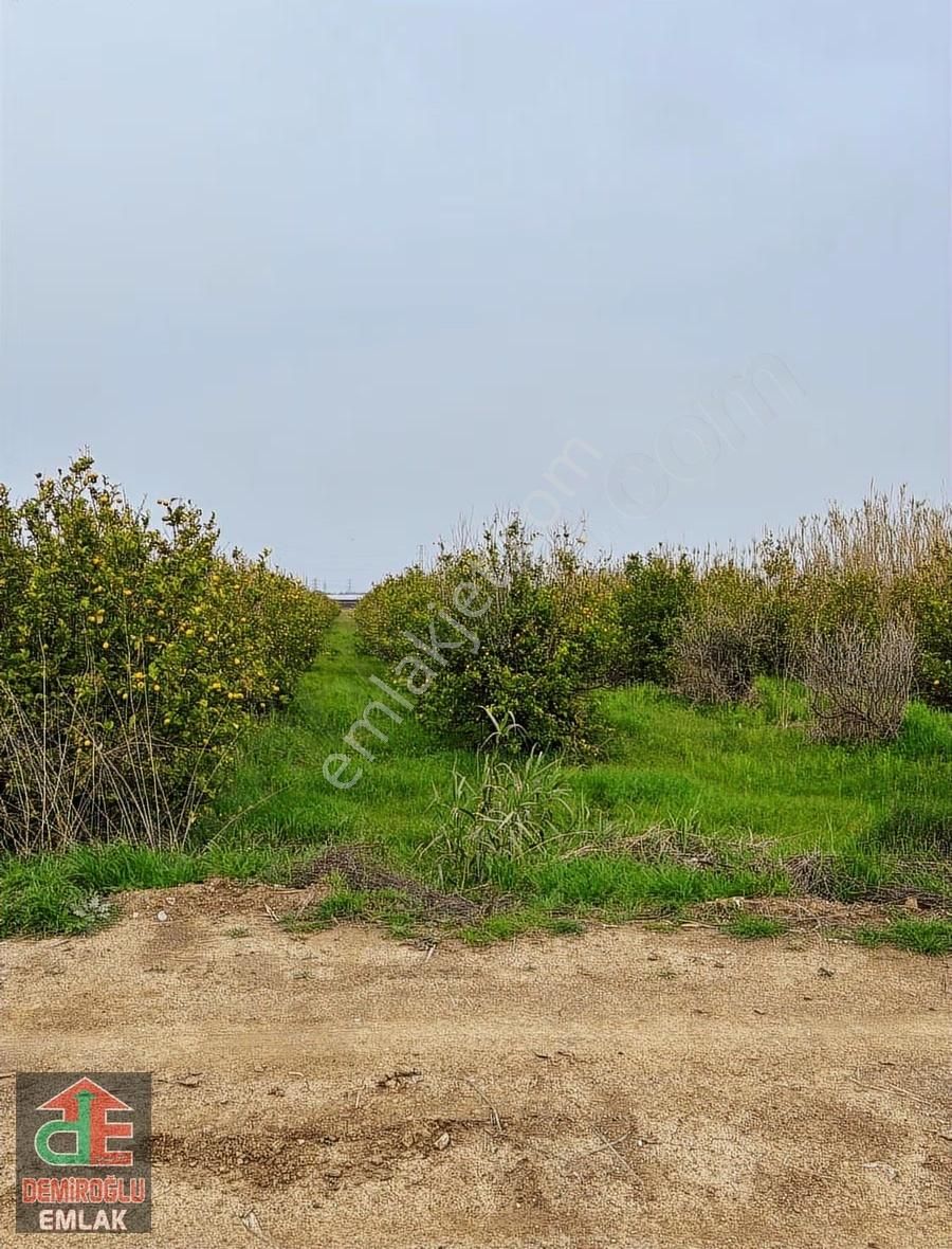 Yukarıkocayatak Limon Ağaçlı Kupon Tarla - Görsel 4