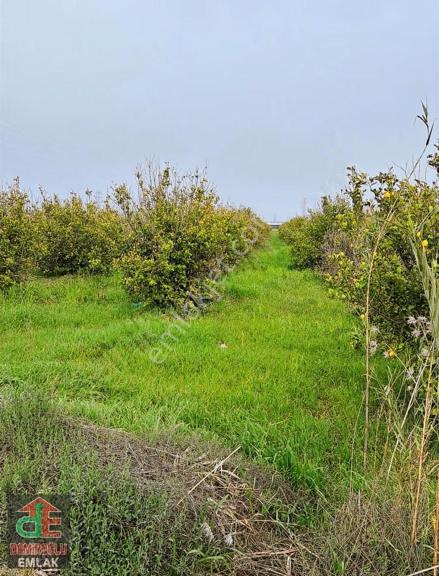 Yukarıkocayatak Limon Ağaçlı Kupon Tarla
