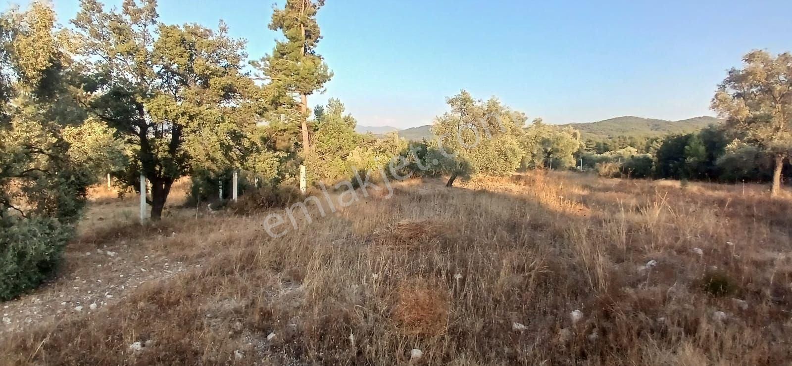 Milas Alaçamda 2.448 M² Yola Yakın Müstakil Tarla - Görsel 5