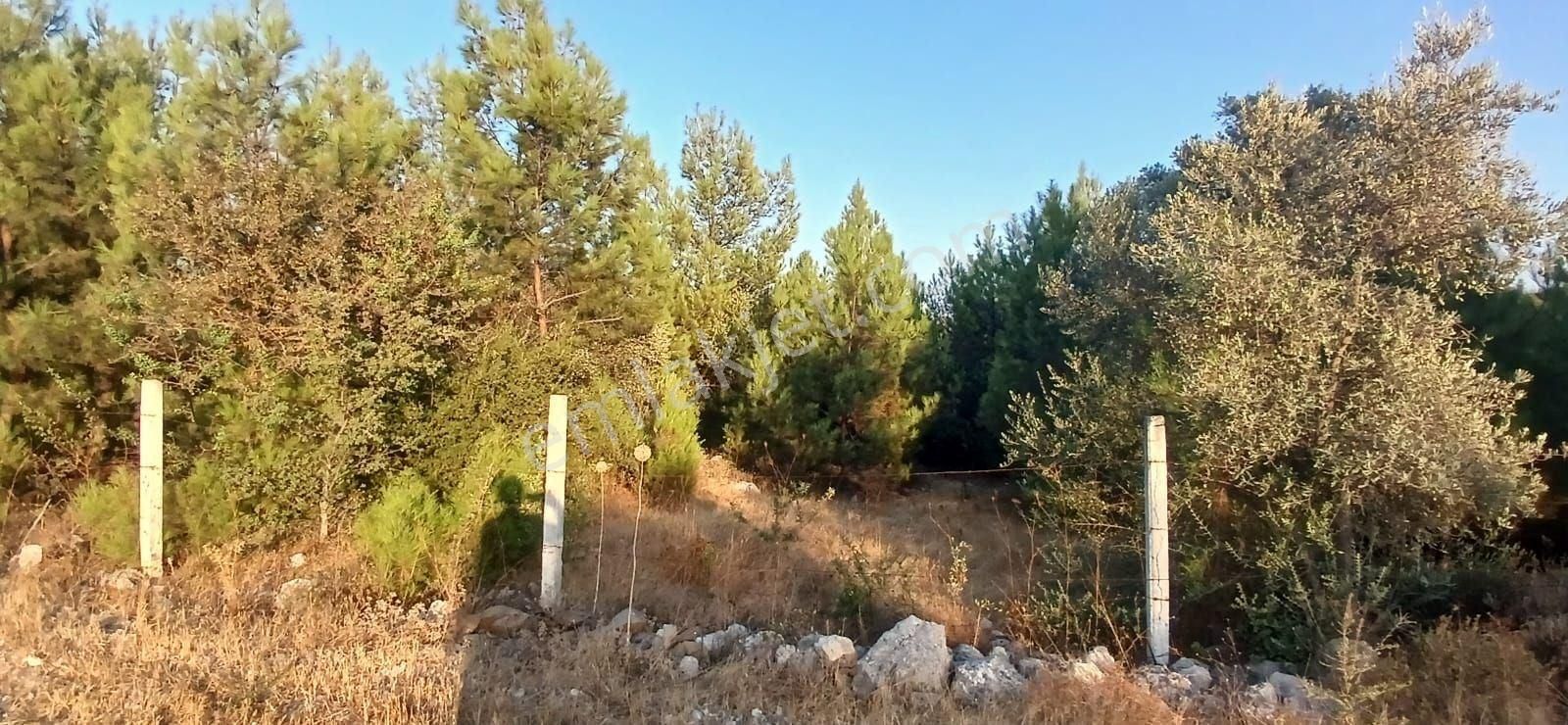 Milas Alaçamda 2.448 M² Yola Yakın Müstakil Tarla - Görsel 3