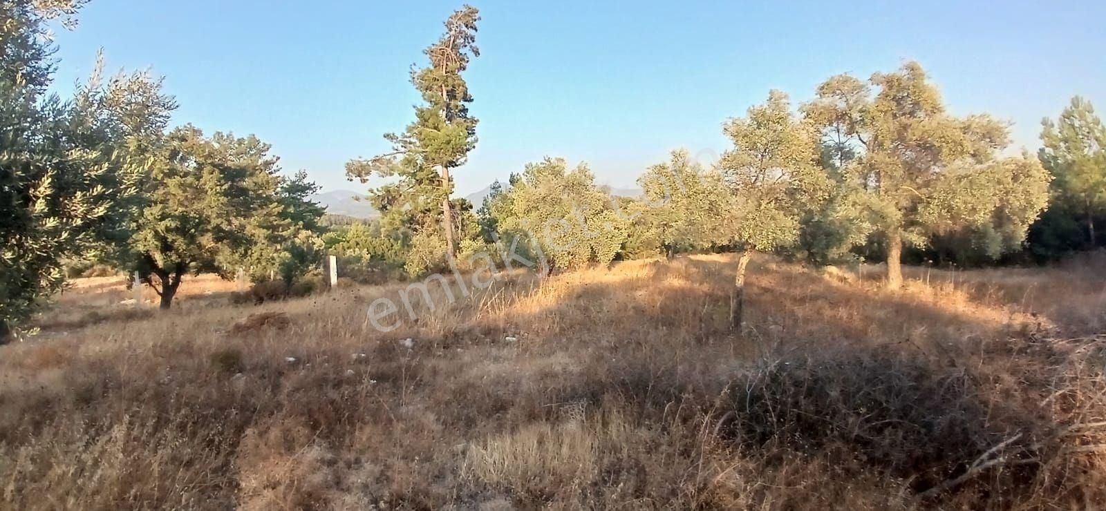 Milas Alaçamda 2.448 M² Yola Yakın Müstakil Tarla - Görsel 12