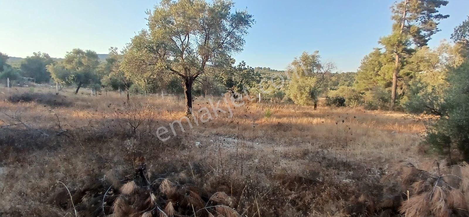 Milas Alaçamda 2.448 M² Yola Yakın Müstakil Tarla - Görsel 18