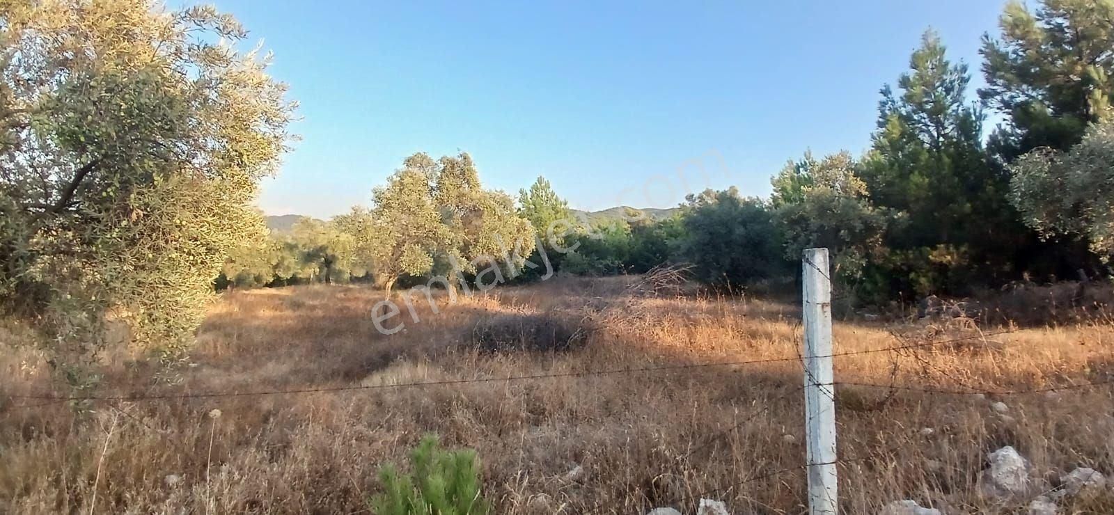 Milas Alaçamda 2.448 M² Yola Yakın Müstakil Tarla - Görsel 9