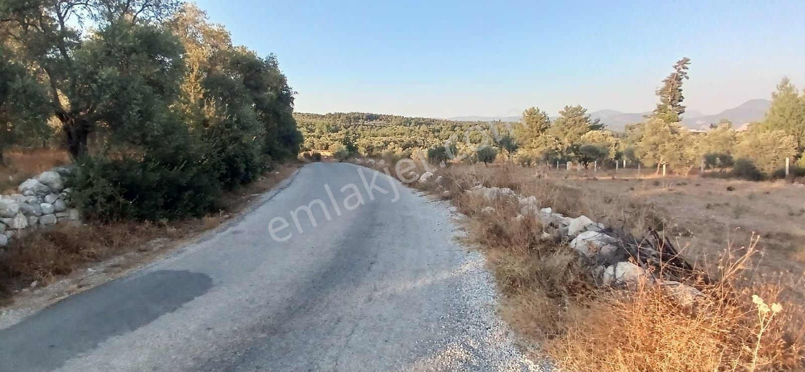 Milas Alaçamda 2.448 M² Yola Yakın Müstakil Tarla - Görsel 22