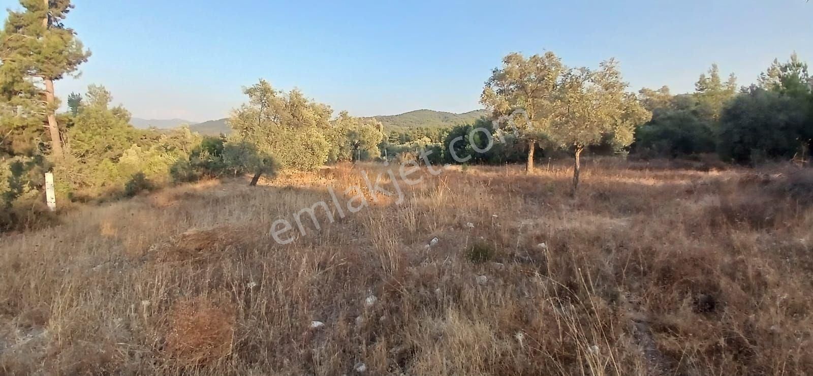 Milas Alaçamda 2.448 M² Yola Yakın Müstakil Tarla - Görsel 11